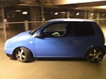 Lupo