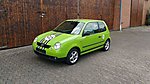 Lupo