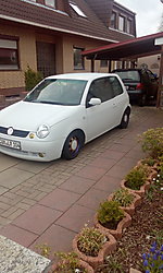 Lupo2206's Lupo