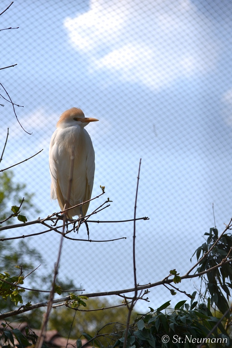 Anhang ID 23801 - vogel332.jpg